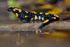 Feuersalamander - Zum Vergroessern klicken!